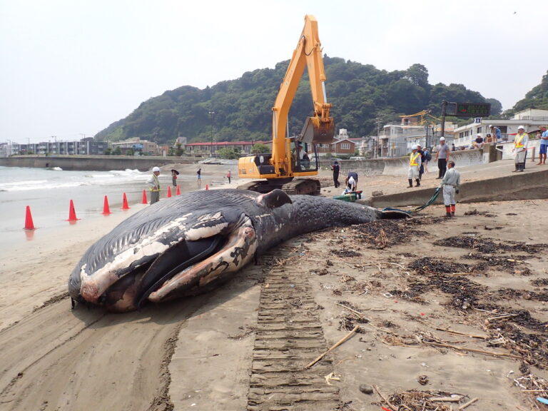 写真①:2018年8月、神奈川県鎌倉市由比ヶ浜にストランディングした国内初となるシロナガスクジラ（体長1052cm、オス）、背景に稲村ヶ崎が見える。